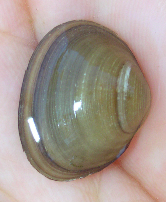 clam