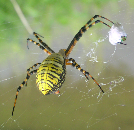 spider