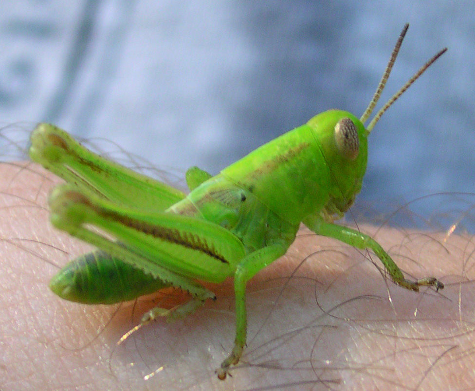 grasshopper