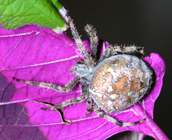 spider