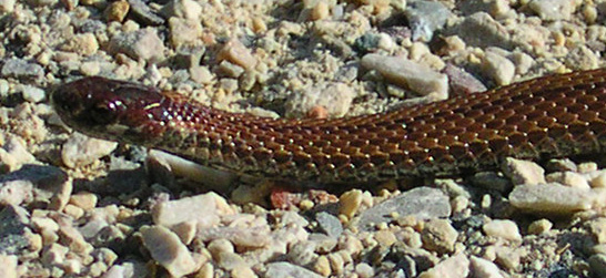 snake