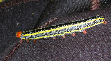 caterpillar