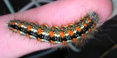 caterpillar