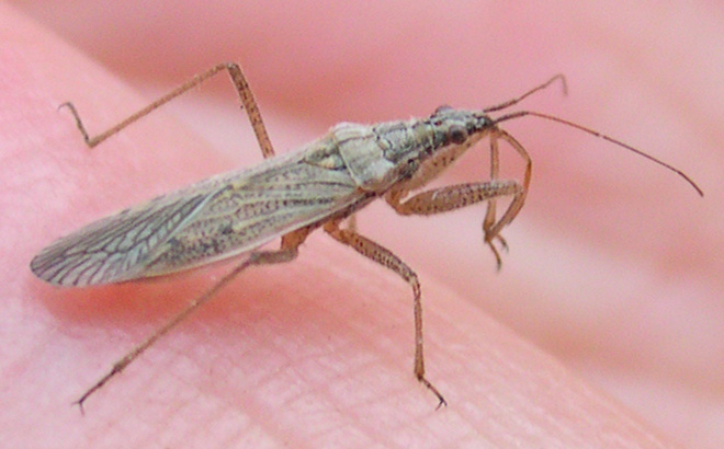 bug