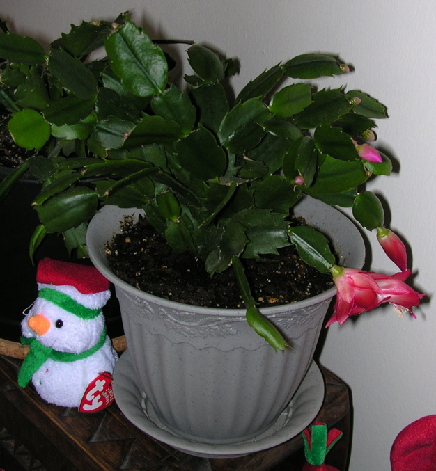 christmas cactus