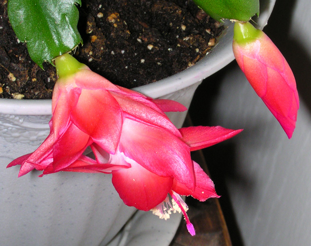 Christmas Cactus blooms