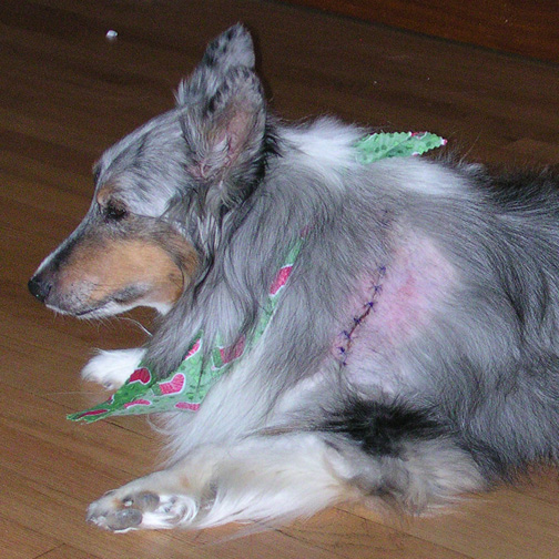 elvis stitches