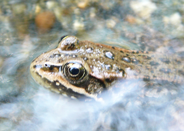 hop little froggy