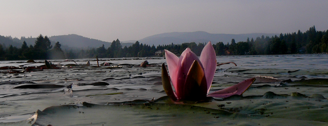 Lilypad in the mill pond