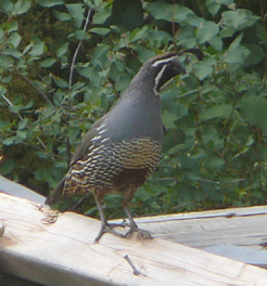 quail