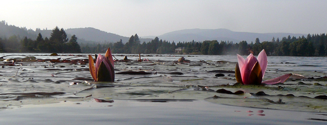 two water lily