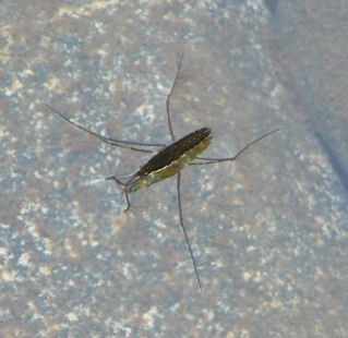 water strider