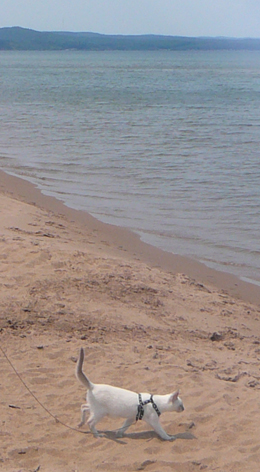 Gabby walks the beach
