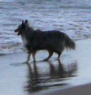 Elvis at the beach