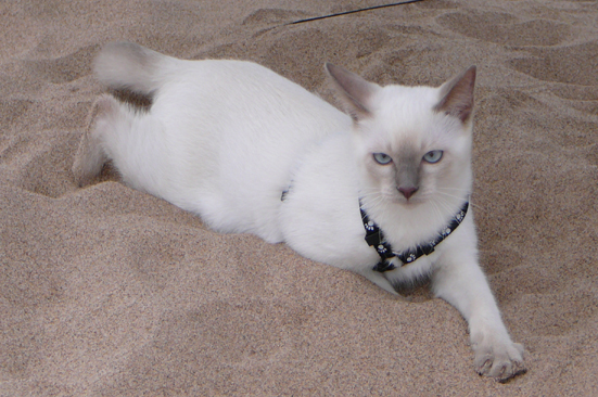 Gabby in sand