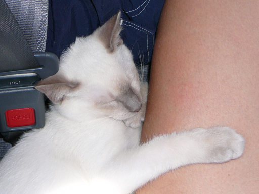 Gabby sleeps