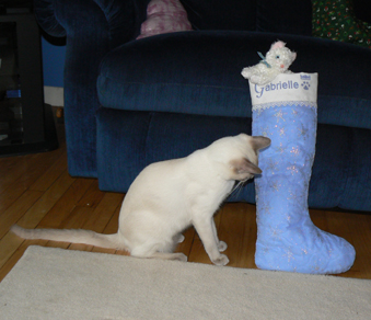 gabby stocking