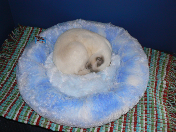 sleeping