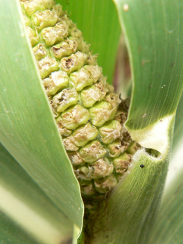 corn