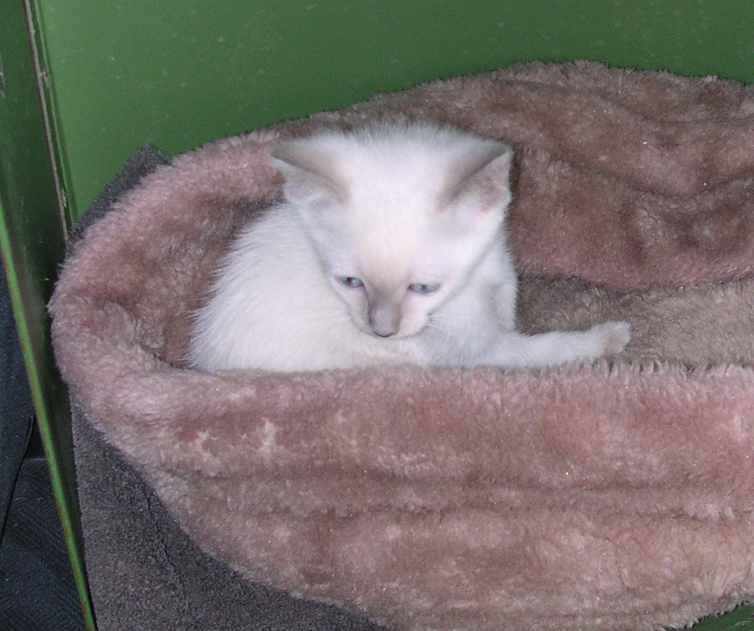 kitten on ride home