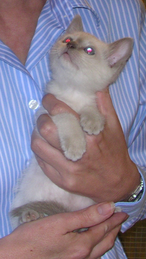 my new kitten