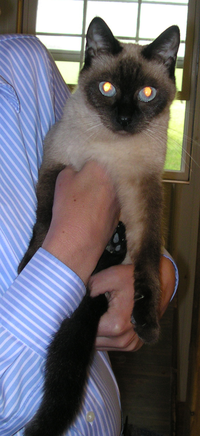 kittens mommy