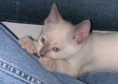 kitten