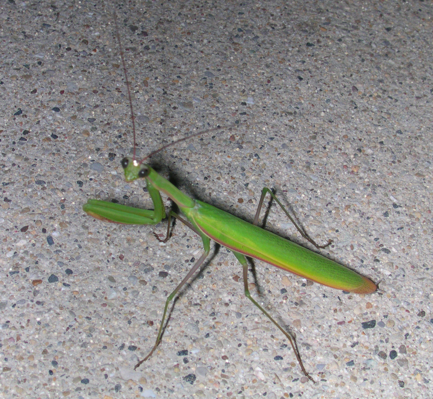 mantis