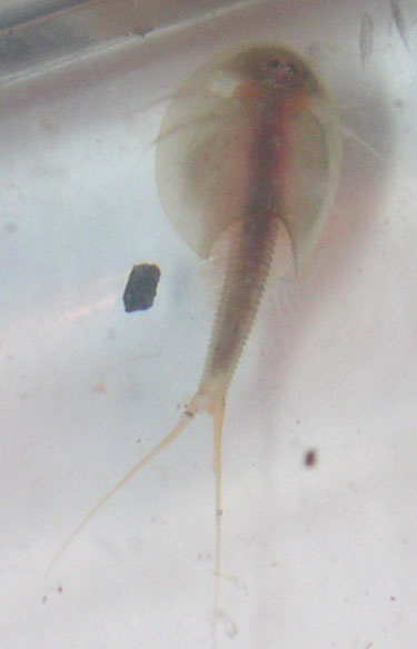 triops2